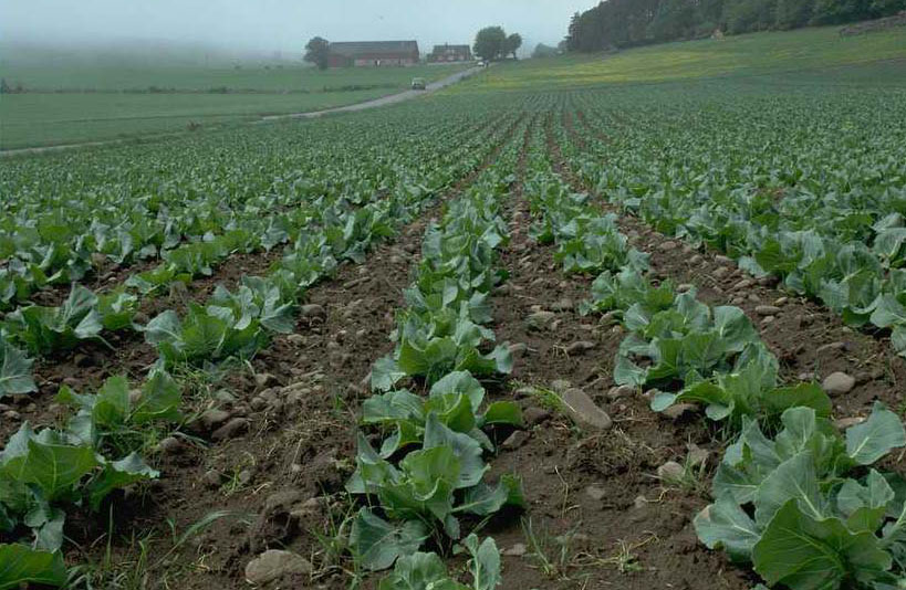 Agricultural Field